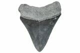 Fossil Megalodon Tooth - South Carolina #286528-1